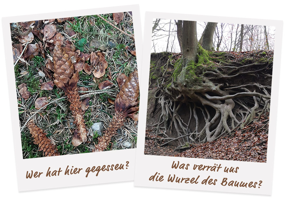 Waldführung im Hunsrück