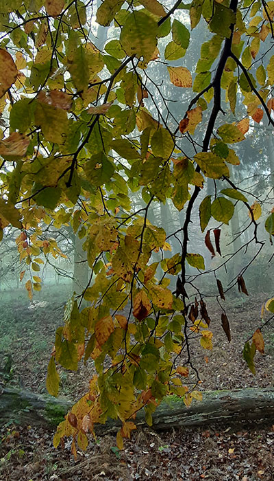 Waldbaden im Hunsrück mit Andrea Hartmann-Lang