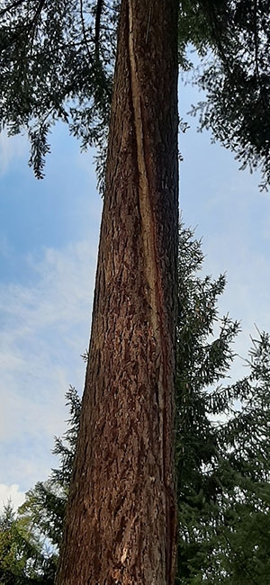 Waldführungen im Hunsrück, zwischen Simmern und Kastellaun