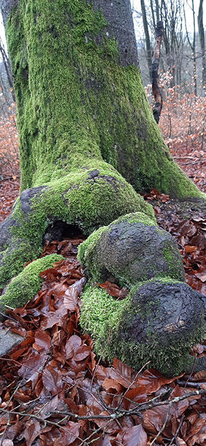 Waldführungen im Hunsrück , zwischen Simmern und Kastellaun